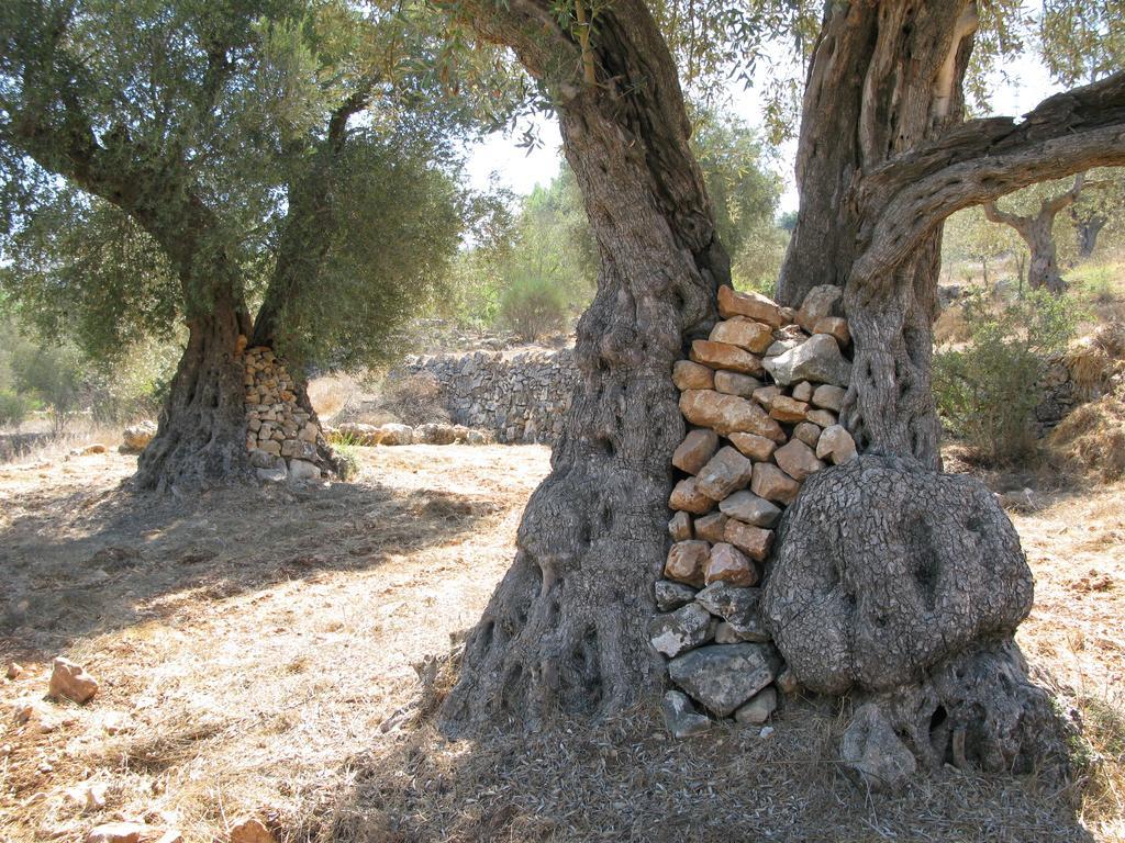 The Nest - A Romantic Vacation In Ein Kerem -